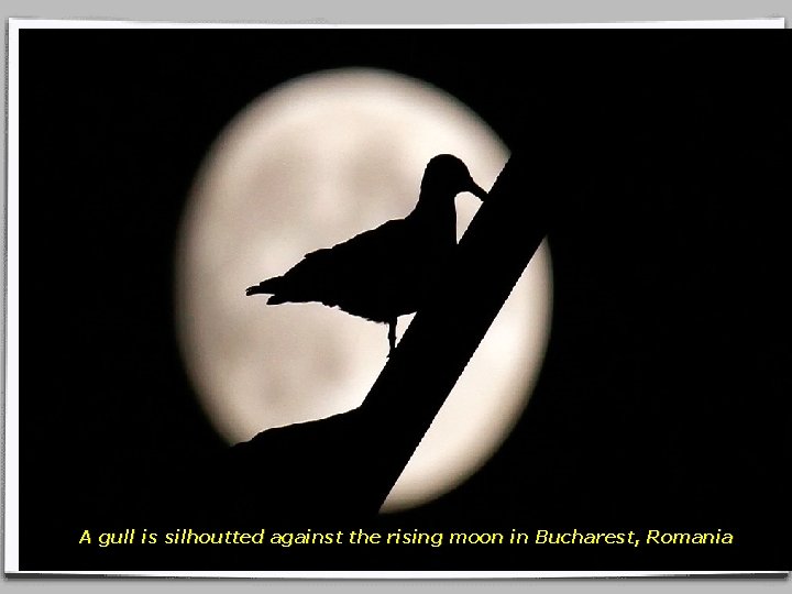 A gull is silhoutted against the rising moon in Bucharest, Romania 