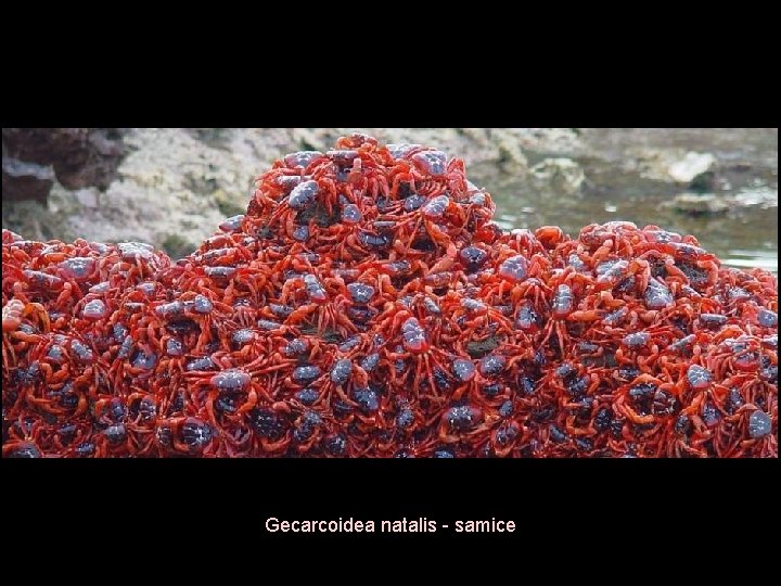 Gecarcoidea natalis - samice 