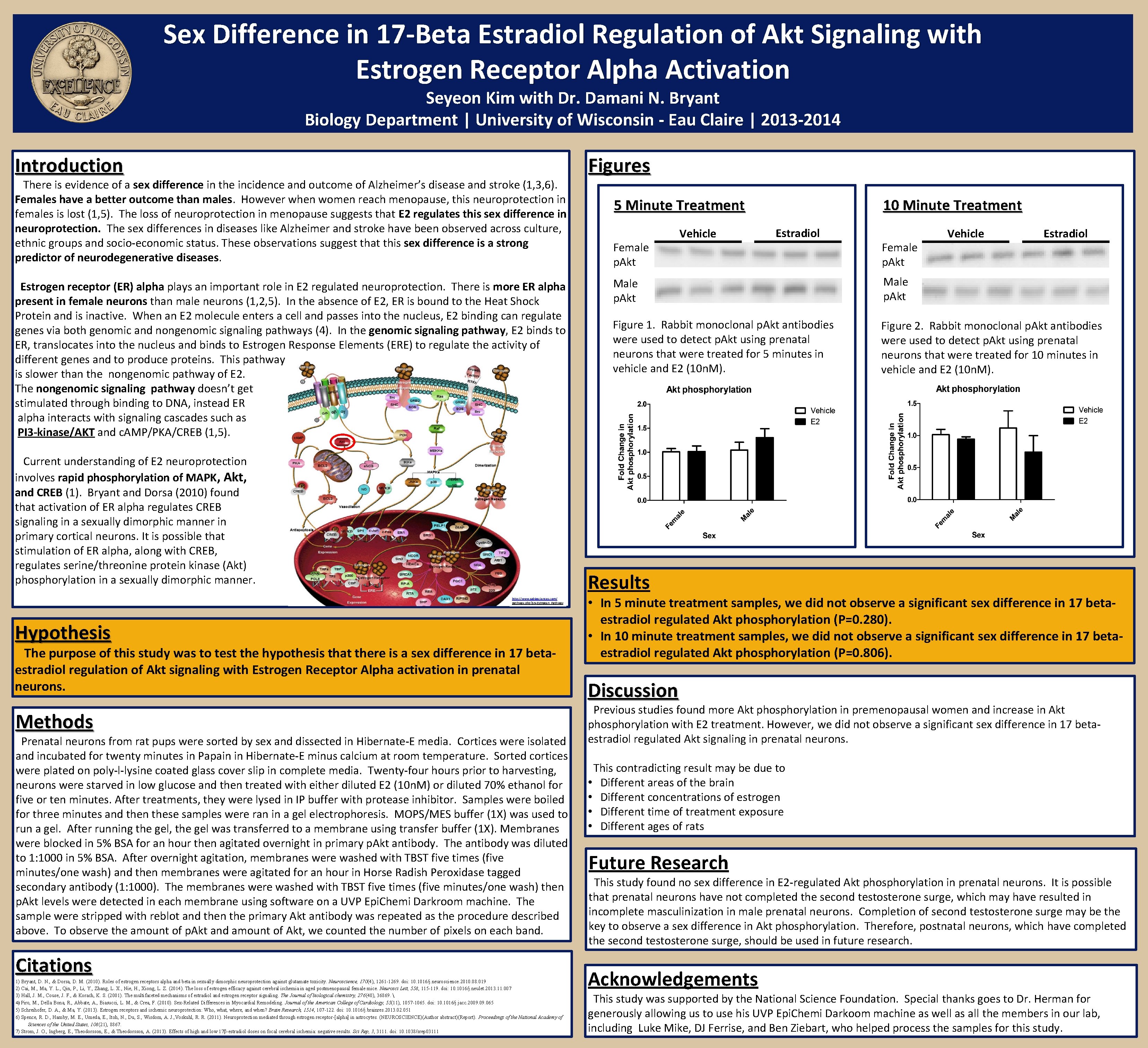 Sex Difference In Beta Estradiol Regulation Of