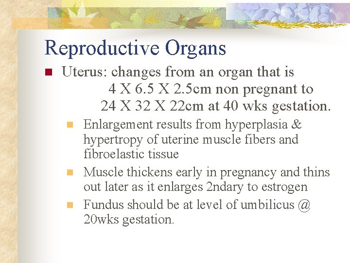 Reproductive Organs n Uterus: changes from an organ that is 4 X 6. 5