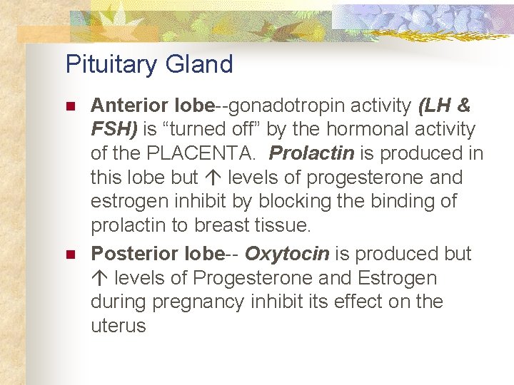 Pituitary Gland n n Anterior lobe--gonadotropin activity (LH & FSH) is “turned off” by