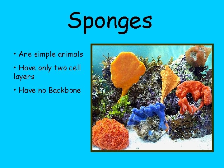 Sponges • Are simple animals • Have only two cell layers • Have no