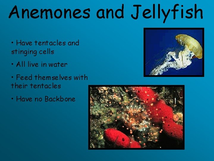 Anemones and Jellyfish • Have tentacles and stinging cells • All live in water