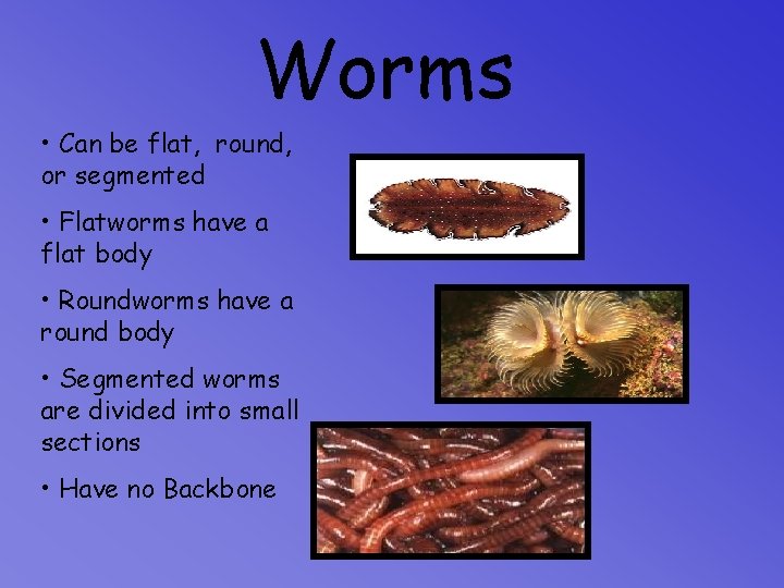 Worms • Can be flat, round, or segmented • Flatworms have a flat body