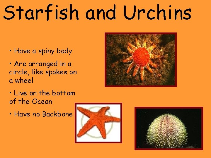 Starfish and Urchins • Have a spiny body • Are arranged in a circle,