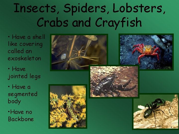 Insects, Spiders, Lobsters, Crabs and Crayfish • Have a shell like covering called an