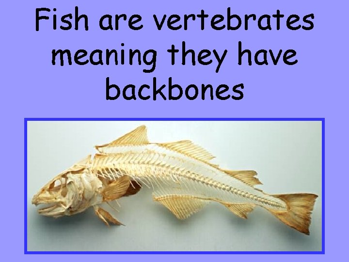 Fish are vertebrates meaning they have backbones 