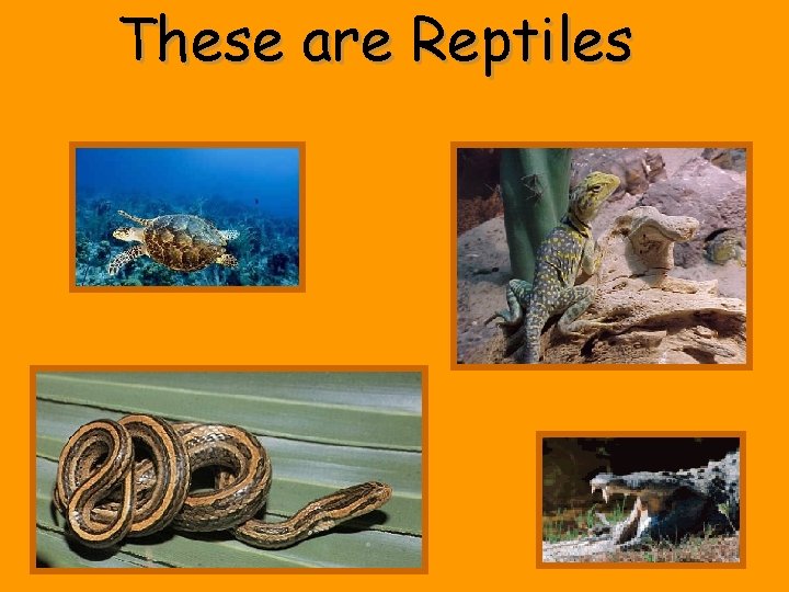 These are Reptiles 