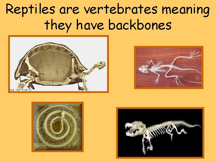 Reptiles are vertebrates meaning they have backbones 
