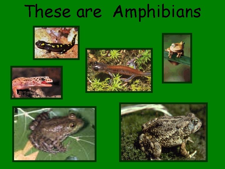 These are Amphibians 