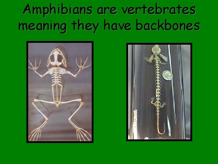 Amphibians are vertebrates meaning they have backbones 