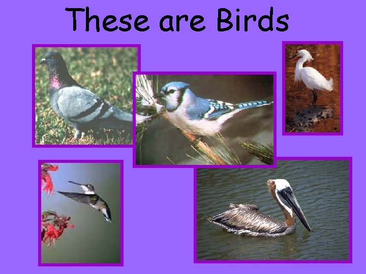 These are Birds 