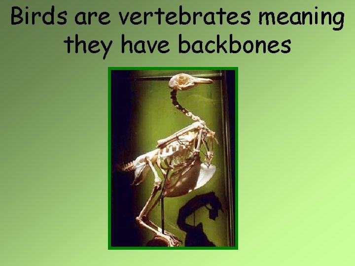 Birds are vertebrates meaning they have backbones 