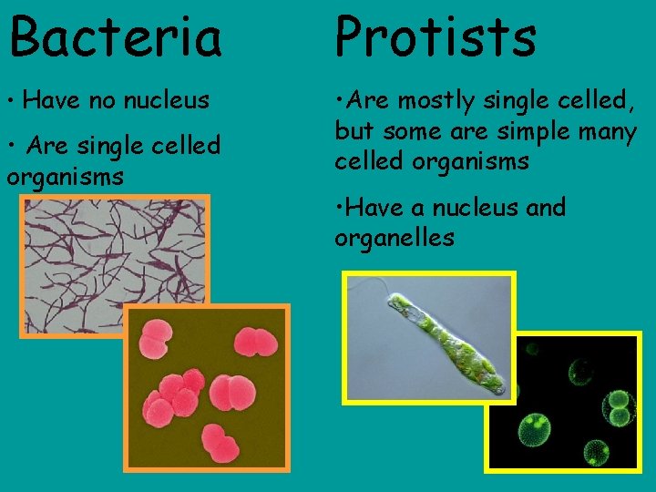 Bacteria Protists • Have no nucleus • Are mostly single celled, but some are