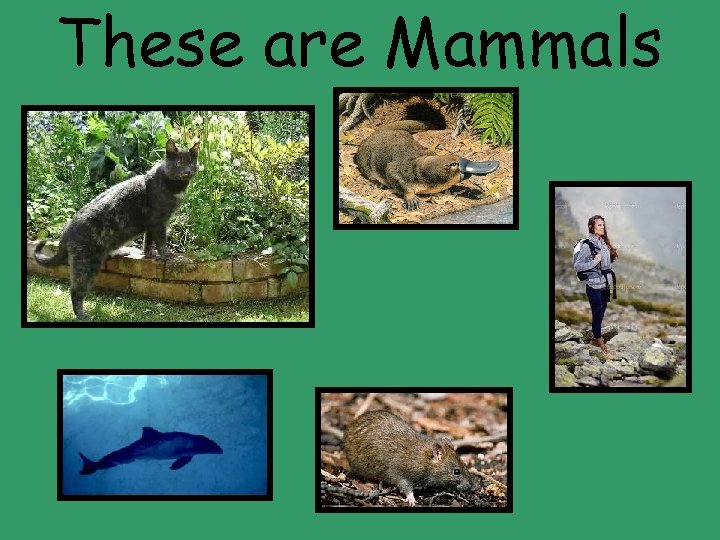 These are Mammals 