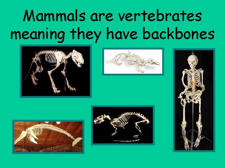 Mammals are vertebrates meaning they have backbones 