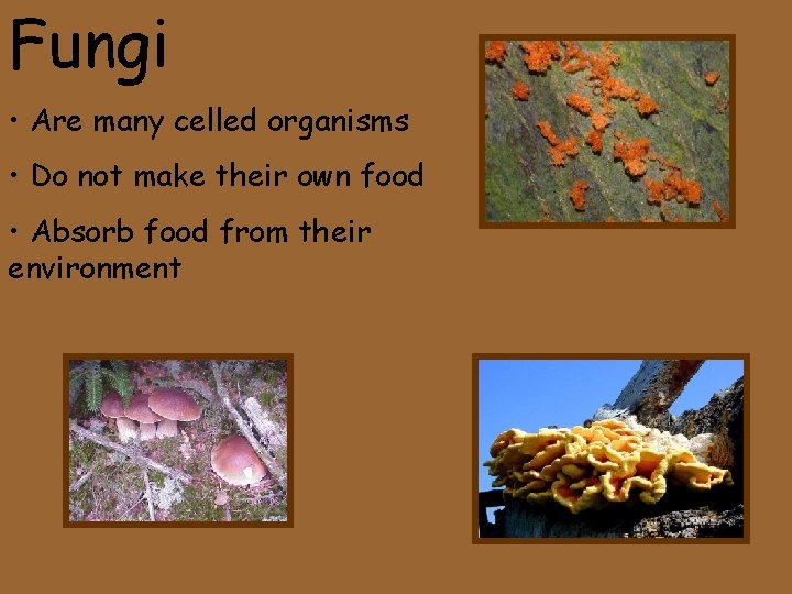 Fungi • Are many celled organisms • Do not make their own food •
