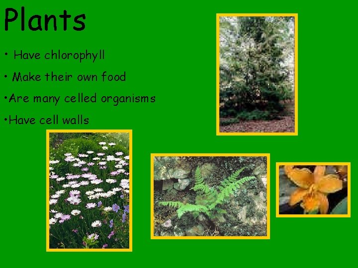 Plants • Have chlorophyll • Make their own food • Are many celled organisms