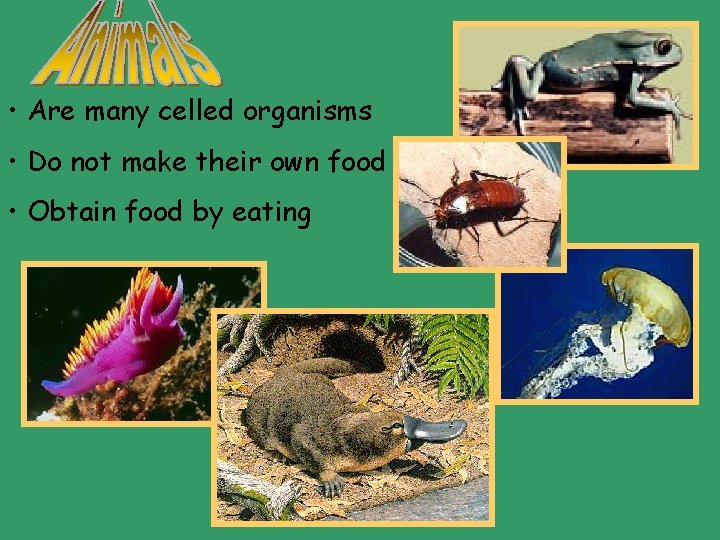  • Are many celled organisms • Do not make their own food •