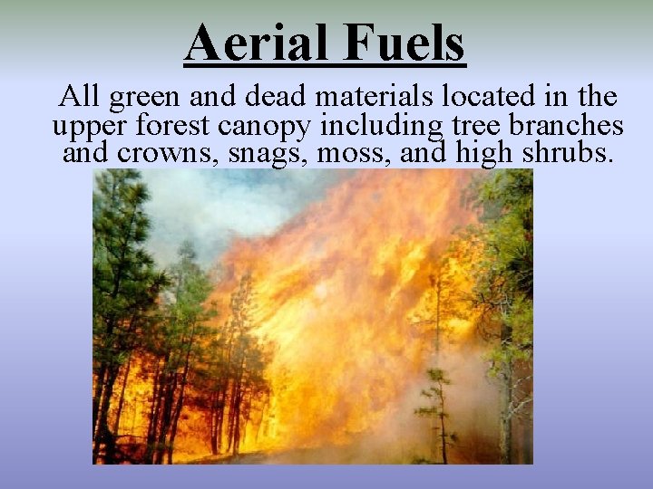 Aerial Fuels All green and dead materials located in the upper forest canopy including