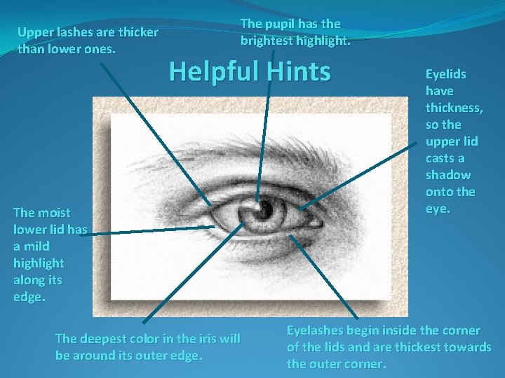 Upper lashes are thicker than lower ones. The pupil has the brightest highlight. Helpful