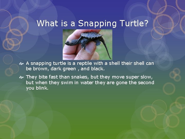 What is a Snapping Turtle? A snapping turtle is a reptile with a shell