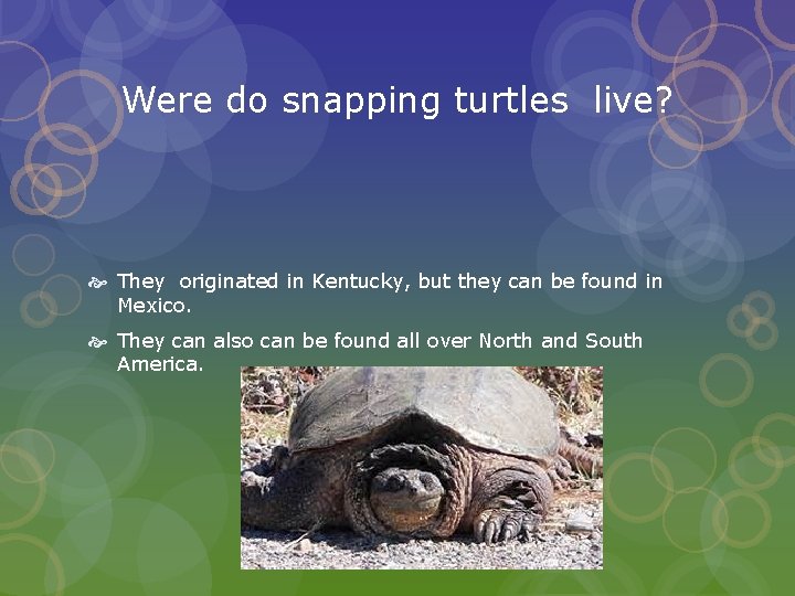 Were do snapping turtles live? They originated in Kentucky, but they can be found