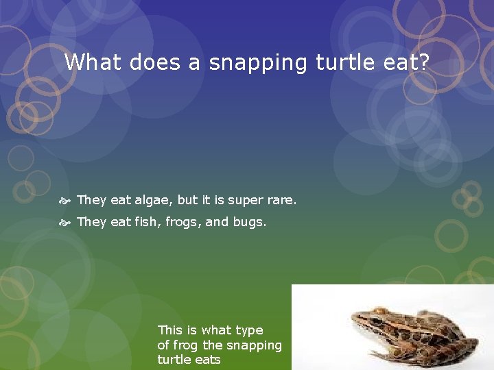 What does a snapping turtle eat? They eat algae, but it is super rare.
