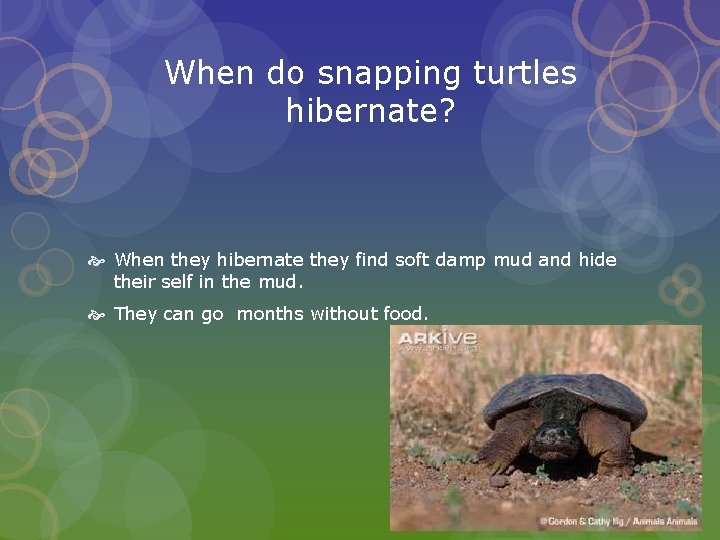 When do snapping turtles hibernate? When they hibernate they find soft damp mud and