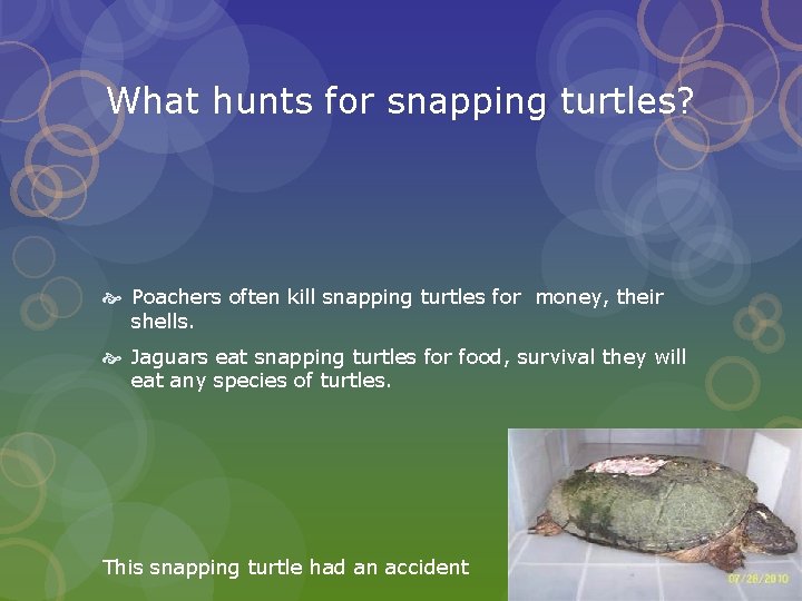 What hunts for snapping turtles? Poachers often kill snapping turtles for money, their shells.