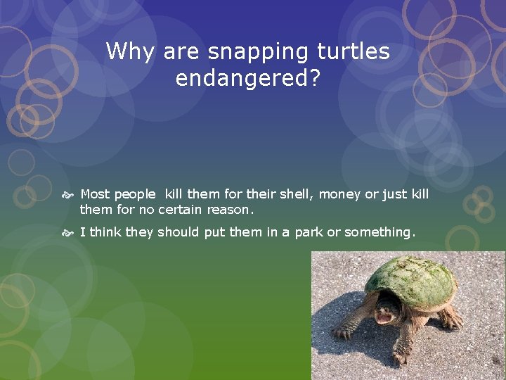 Why are snapping turtles endangered? Most people kill them for their shell, money or