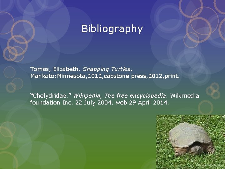 Bibliography Tomas, Elizabeth. Snapping Turtles. Mankato: Minnesota, 2012, capstone press, 2012, print. “Chelydridae. ”