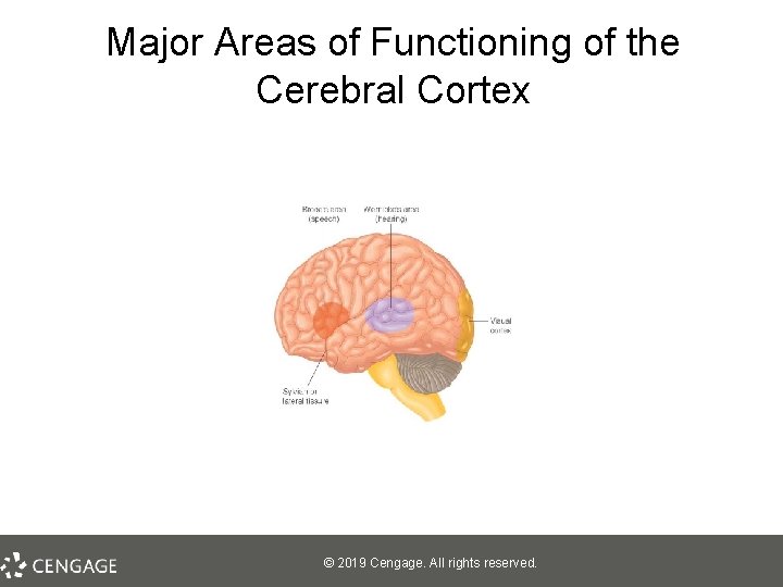 Major Areas of Functioning of the Cerebral Cortex © 2019 Cengage. All rights reserved.