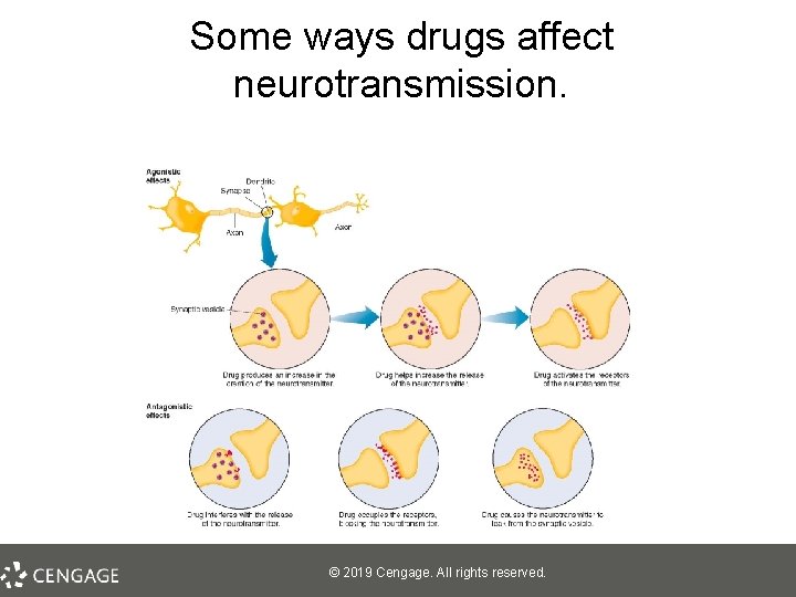 Some ways drugs affect neurotransmission. © 2019 Cengage. All rights reserved. 