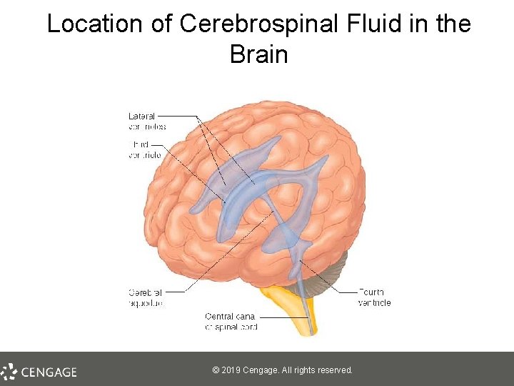 Location of Cerebrospinal Fluid in the Brain © 2019 Cengage. All rights reserved. 