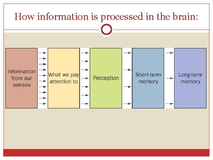 How information is processed in the brain: 