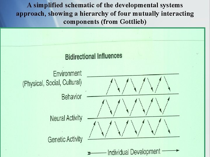 A simplified schematic of the developmental systems approach, showing a hierarchy of four mutually