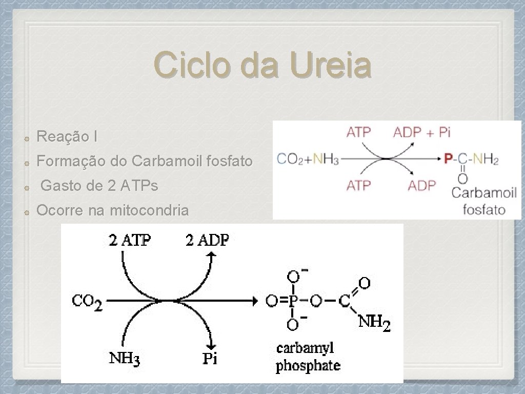 Ciclo da Ureia Reação I Formação do Carbamoil fosfato Gasto de 2 ATPs Ocorre