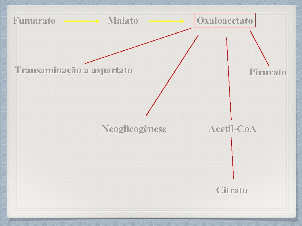 Fumarato Malato Oxaloacetato Transaminação a aspartato Neoglicogênese Piruvato Acetil-Co. A Citrato 