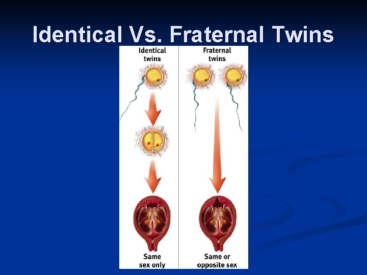 Identical Vs. Fraternal Twins 