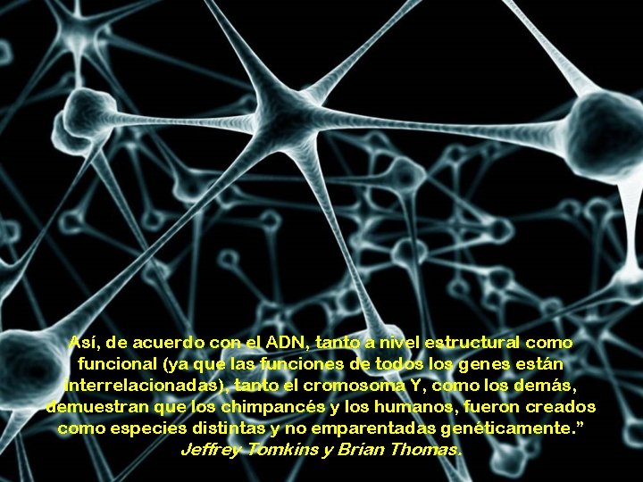 Así, de acuerdo con el ADN, tanto a nivel estructural como funcional (ya que