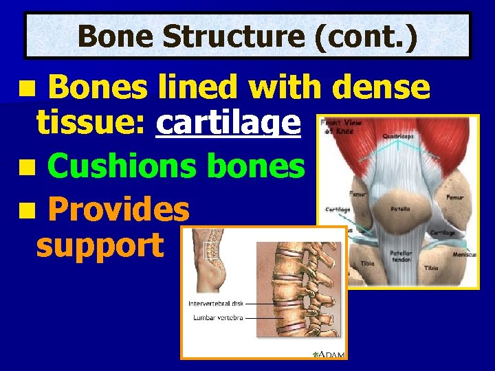 Bone Structure (cont. ) Bones lined with dense tissue: cartilage n Cushions bones n