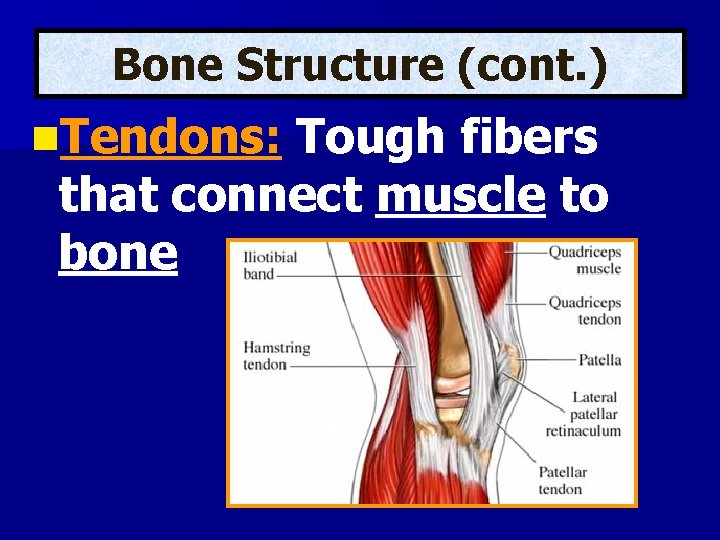 Bone Structure (cont. ) n. Tendons: Tough fibers that connect muscle to bone 