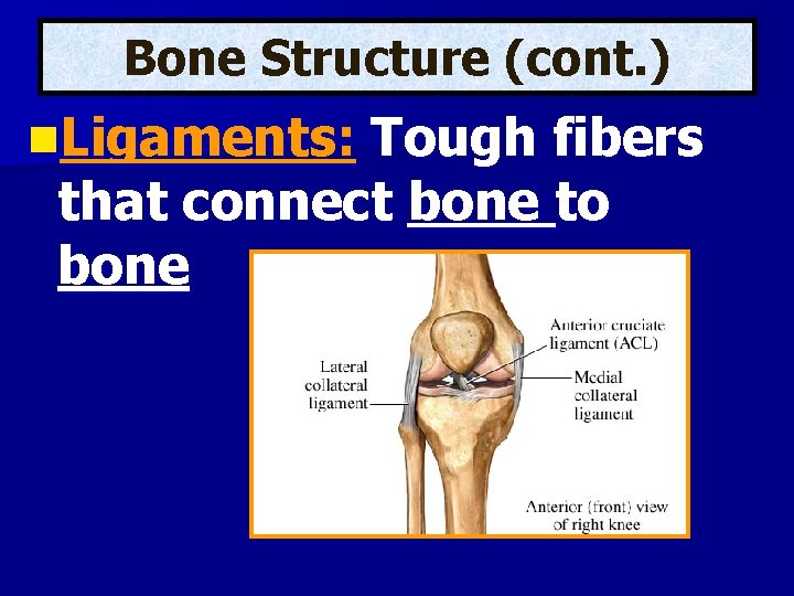 Bone Structure (cont. ) n. Ligaments: Tough fibers that connect bone to bone 