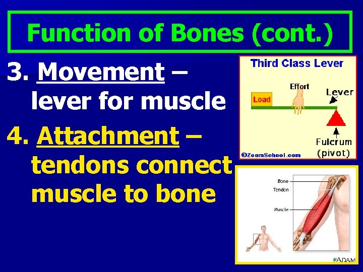 Function of Bones (cont. ) 3. Movement – lever for muscle 4. Attachment –