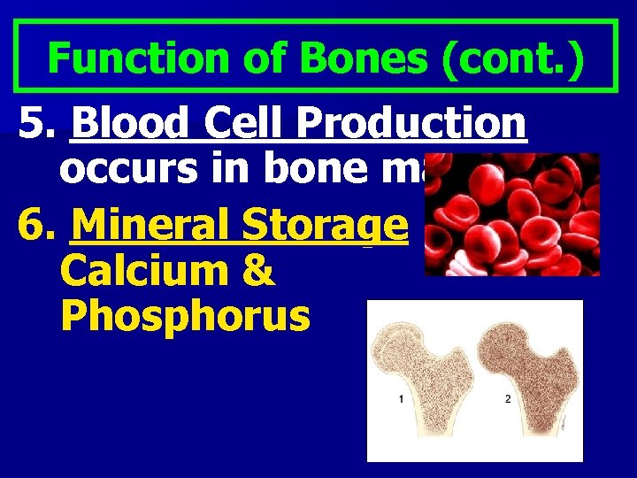 Function of Bones (cont. ) 5. Blood Cell Production occurs in bone marrow 6.