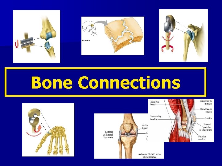 Bone Connections 