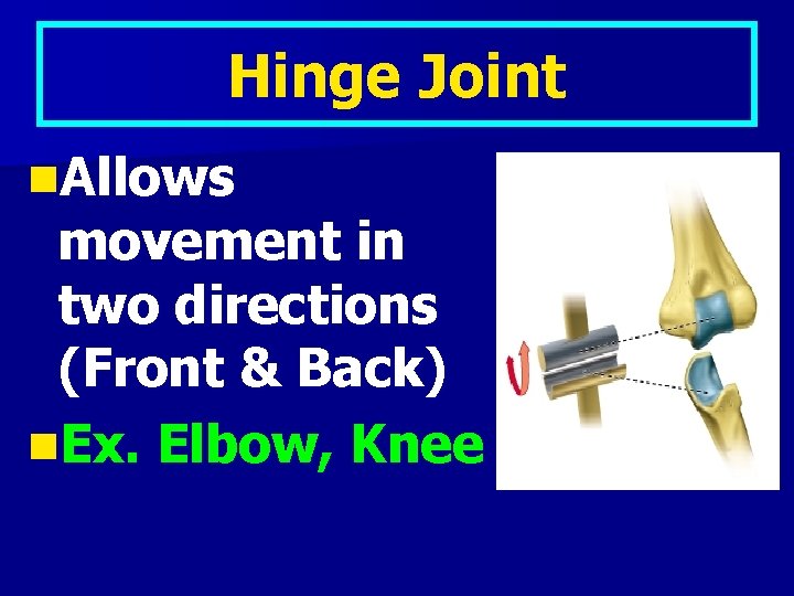 Hinge Joint n. Allows movement in two directions (Front & Back) n. Ex. Elbow,