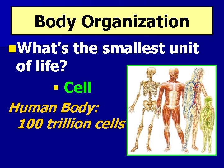 Body Organization n. What’s the smallest unit of life? § Cell Human Body: 100