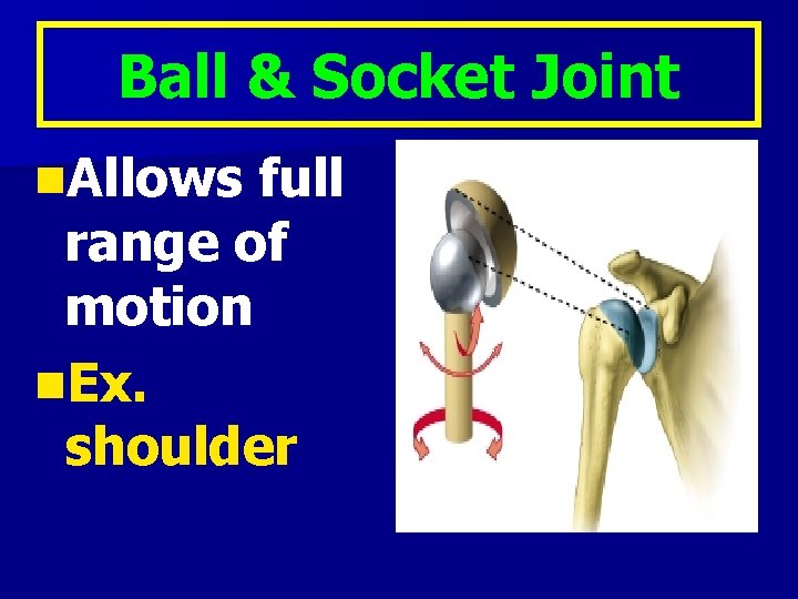 Ball & Socket Joint n. Allows full range of motion n. Ex. shoulder 